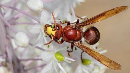 Bouches-du-Rhône : le frelon oriental, une nouvelle menace pour les abeilles