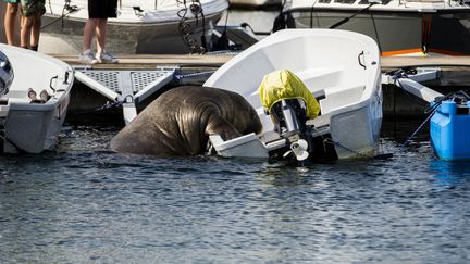 Le morse Freya dans le fjord d'Oslo (Norvège), le 20 juillet 2022.&nbsp; (TROND REIDAR TEIGEN / NTB / AFP)