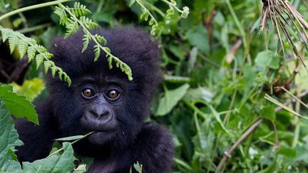 Bébé gorille vivant près du volcan Sabyinyo, dans le parc des Virunga, au Rwanda (photo prise le 27 décembre 2014). (Ivan Lieman / AFP)