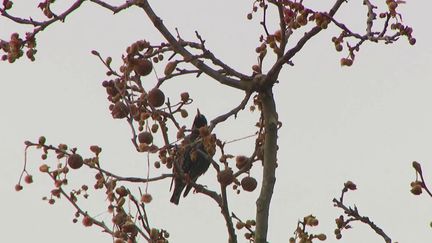 Tarn : une balade pour reconnaître le chant des oiseaux