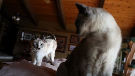 Deux chats à Parlier (Californie) le 25 août 2017. Image d'illustration. (JUSTIN SULLIVAN / GETTY IMAGES NORTH AMERICA / AFP)