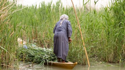 En 2015, cet homme remplit encore sa barque de roseaux.  (CITIZENSIDE / RASOUL ALI)