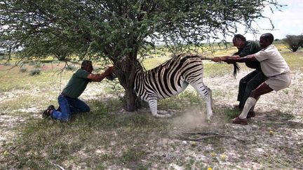 Un z&egrave;bre coinc&eacute; dans un arbre,&nbsp;photographi&eacute; par une v&eacute;t&eacute;rinaire le&nbsp;3 ao&ucirc;t 2015 en Namibie. (CARRIE CIZAUSKAS)