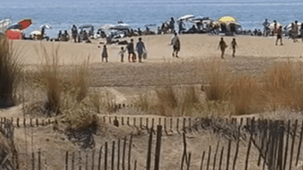 La plage de l'Espiguette se met au vert