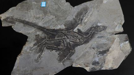 Fossile d'anchiornis à Changsha (Chine). (MAXPPP)