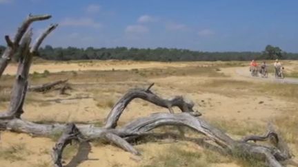 Parc désertique aux Pays-Bas (France 2)