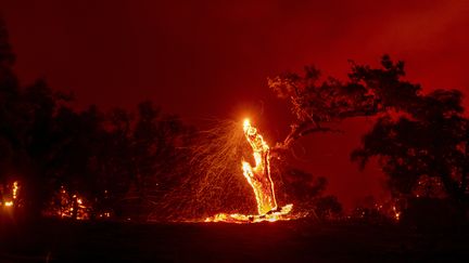 Des braises s'envolent d'un arbre en feu, lors de l'incendie Hennessey dans la région de Napa, en Californie, le 18 août 2020.&nbsp; (JOSH EDELSON / AFP)