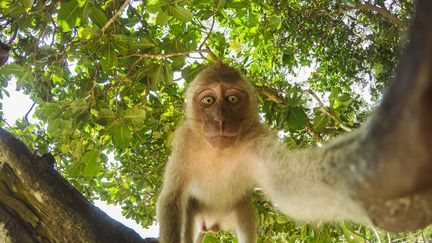  (Même les animaux raffolent du selfie !  © fotolia)