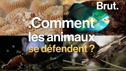 brut : défense animaux