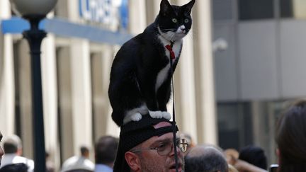 Un homme se prom&egrave;ne avec son chat &agrave; Manhattan devant l'immeuble o&ugrave; est assign&eacute; &agrave; r&eacute;sidence l'ancien pr&eacute;sident du FMI Dominique Strauss-Kahn &agrave; New York, le 25 mai 2011. (MIKE SEGAR / REUTERS)