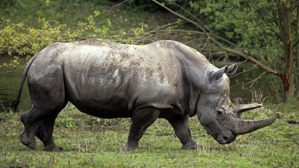 Rhinocéros blanc tué à Thoiry : l'inquiétante flambée du braconnage