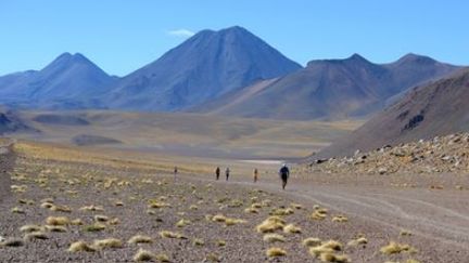 Chili : de fortes pluies font repousser fleurs et plantes dans le désert d'Atacama