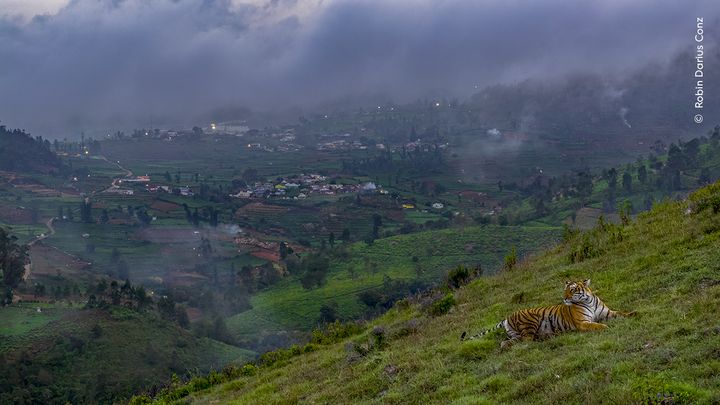 Photo d'un tigre à l'état sauvage dans la région du Tamil Nadu (Inde), primée dans la catégorie "Urban Wildlife". (ROBIN DARIUS CONZ  / WILDLIFE PHOGRAPHER OF THE YEAR 2024 / NHM)