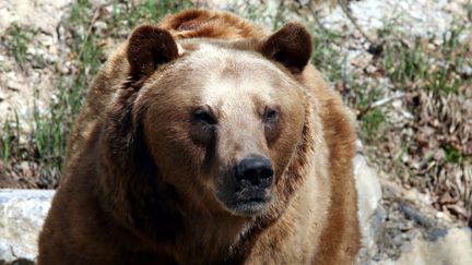 Un ours brun à Thionville (Lorraine), le 27 mars 2017. (MAXPPP)