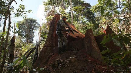  «Mais il y a eu l'approbation du code forestier au Parlement (en mai 2012), la construction de centrales hydroélectriques et une moindre création de zones protégées : cela a augmenté la spéculation sur les terres (...) et le gouvernement a donné des signes d'une moindre sévérité dans son combat»,  (Reuters/Nacho Doce)