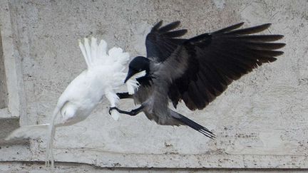 Une colombe l&acirc;ch&eacute;e pendant la pri&egrave;re de l'ang&eacute;lus place Saint-Pierre, au Vatican, se fait attaquer par un corbeau, le 26 janvier 2014. (GREGORIO BORGIA / AP / SIPA)