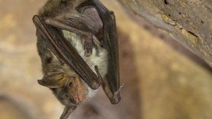 Une chauve-souris dans une grotte. (FLORIAN LAUNETTE & M?GANE CH?NE / MAXPPP)