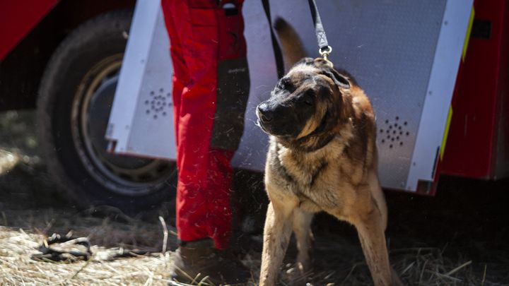 Un chien de la sécurité civile, mobilisé lors des recherches au Vernet (Alpes-de-Haute-Provence), le 10 juillet 2023. (THIBAUT DURAND / HANS LUCAS / AFP)