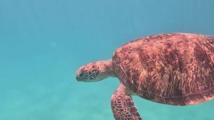 Dans le cadre de l'opération Cœur Outre-mer, le 20 Heures propose de partir en Nouvelle-Calédonie sur l'îlot Signal, qui accueille une incroyable biodiversité. Mais la moitié des espèces se trouvent menacées d’extinction. Des bénévoles se mobilisent pour les sauver. (France 2)