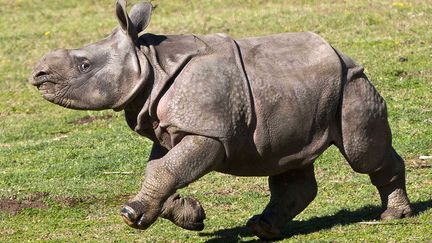 Premi&egrave;re sortie au zoo de San Diego (Californie) pour Charlees, un rhinoc&eacute;ros &acirc;g&eacute; de deux mois, le 20 mars 2012. (KEN BOHN / AP/ SIPA)