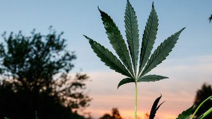 Une feuille de cannabis dans une exploitation dans la Creuse.&nbsp; (OLIVIER CORSAN / MAXPPP)