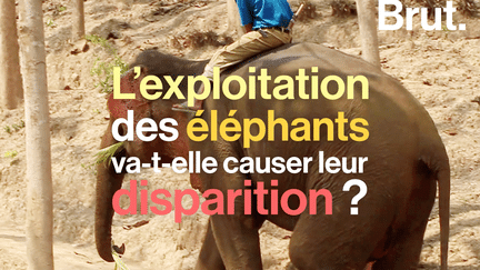 Brut : Des congés maternités pour les éléphants du Laos ?