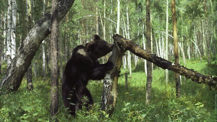 L'animal a été achevé à coups de barre de métal. (PETR MALINOVSKIY / RIA NOVOSTI / AFP)