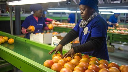 Des employées sud-africaines vérifient les agrumes destinées à l'exportation à Hoedspruit, le 7 juin 2017. (MUJAHID SAFODIEN / AFP)