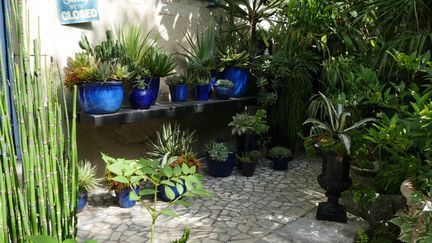 Plantes en pot dans le jardin d'Anthony Bazin (Jardin de Bésignoles, dans l'Ardèche).&nbsp; (ISABELLE MORAND / RADIO FRANCE / FRANCE INFO)