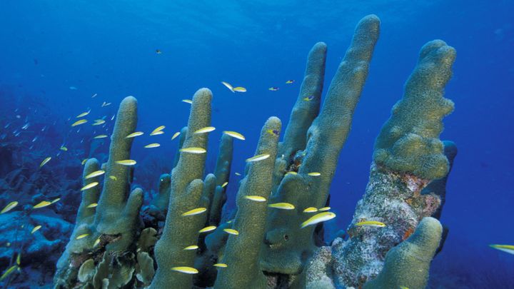 Du corail cierge, dans le parc national marin de Los Roques, au Venezuela, le 2 février 2006. (ROBERTO RINALDI / AGF)