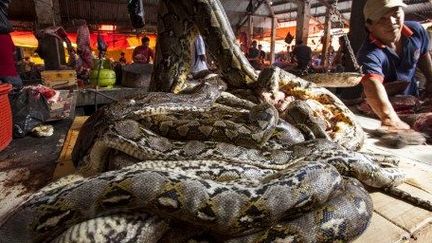 Python sur un étal prêt à être débité en morceaux.

 (Biosphoto / Michel Gunther)