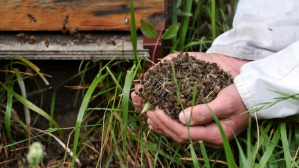 Un apiculteur de Campbon (Loire-Atlantique) montre des abeilles retrouvées mortes près de ses ruches, le 9 juin 2009. (FRANK PERRY / AFP)