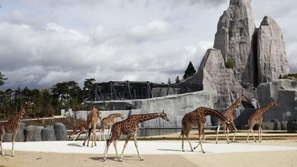 Les girafes dans le nouveau Parc zoologique de Vincennes.
 (Martin Bureau / AFP)