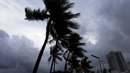 Des palmier balayés par le vent à Porto-Rico, sur la trajectoire de l'ouragan Irma, mardi 5 septembre 2017.&nbsp; (THAIS LLORCA / EFE)