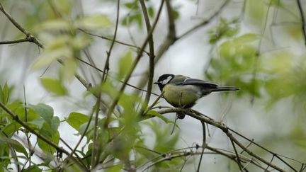 Mésange charbonnière dans le parc naturel forestier de la Poudrerie (Seine-Saint-Denis). (AFP)