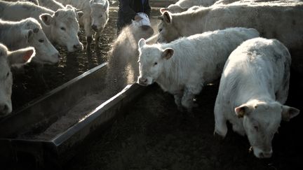 Des veaux dans une étable à Saint-Firmin (Saone-et-Loire). (JEFF PACHOUD / AFP)