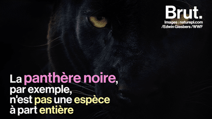 La panthère noire est en fait un léopard qui a muté. Ce phénomène a un nom : le mélanisme. Et il peut concerner une multitude d'espèces.