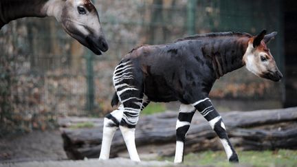 Deux okapis au zoo de Berlin (Allemagne), le 12 avril 2013. (MAXPPP)