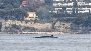 Marseille : un rorqual aperçu dans la calanque d'En Vau