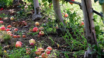 Des pommes au pied d'arbres fruitiers à Pélussin (Loire), le 22 août 2022. (ROMAIN DOUCELIN / HANS LUCAS / AFP)