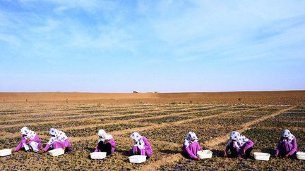 Des Afghanes cueillant des fleurs de safran dans le district Ghoriyan de Herat, le 18 Novembre 2014. (AFP PHOTO / Aref KARIMI)