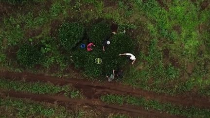 L'île de La Réunion est réputée pour ses paysages magnifiques et sa nature luxuriante, mais moins pour la production de thé. Et pour cause : les exploitations se comptent sur les doigts d'une main. France Télévisions est partie à la rencontre de l'un des plus anciens producteurs de thé, situé sur les hauteurs de Saint-Joseph.&nbsp; (FRANCE 3)