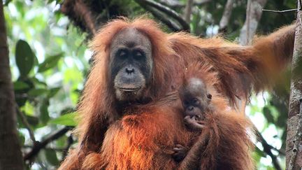 Un spécimen de Tapanuli (Pongo tapanuliensis) photographié dans la région de Batang Toru dans le nord de Sumatra (Indonésie). (HANDOUT / SUMATRAN ORANGUTAN CONSERVATION / AFP)