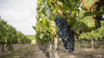 Le vigneron venait de terminer les vendanges sur son domaine (photo d'illustration). (ALEXIS SCIARD  / MAXPPP)