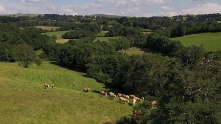 Aveyron :  à la découverte du plateau de l'Aubrac