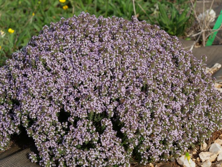 The variety 'Duftkissen' is particularly floriferous.   (ISABELLE MORAND / RADIO FRANCE / FRANCE INFO)