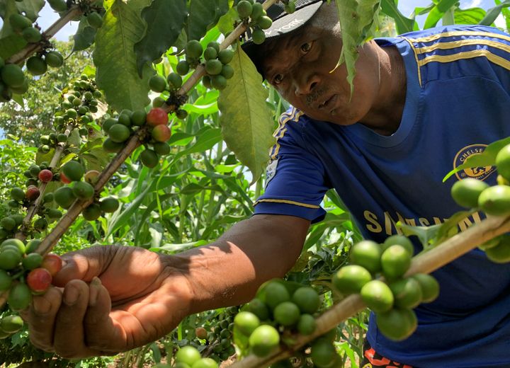 Récolte des cerises dans une plantation de caféiers dans le village d'Amparaky au centre de Madagascar. (CLAREL FANIRY RASOANAIVO / Reuters)