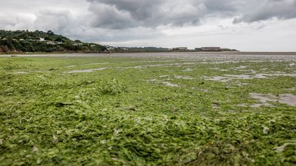 Une invasion d'algues vertes dans la baie de Saint-Brieuc (Côtes-d'Armor), le 9 juillet 2021. (BAPTISTE ROMAN / HANS LUCAS / AFP)