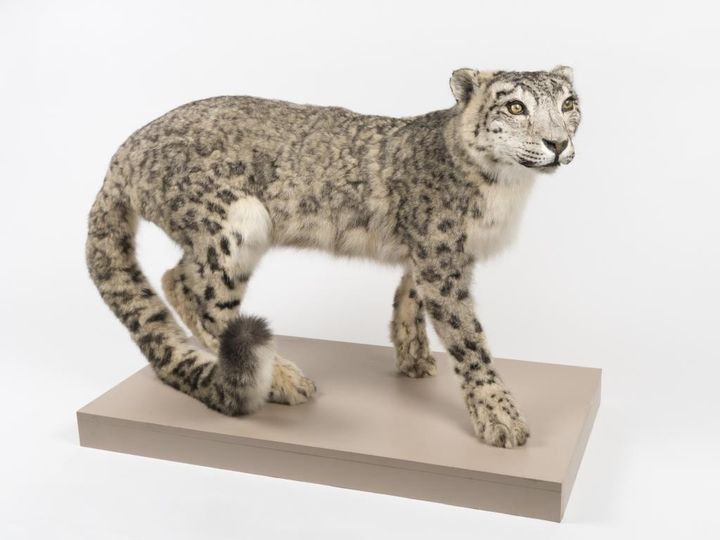 

Léopard des neiges Panthera uncia 2005 - Asie centrale Collection du zoo de Saint-Martin-la-Plaine, don en 2000

 (© musée des Confluences – Bertrand Stofleth)