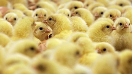 Des poussins aux Couvoirs de l'Est, à&nbsp;Willgottheim (Bas-Rhin), le 23 février 2006. (FREDERICK FLORIN / AFP)